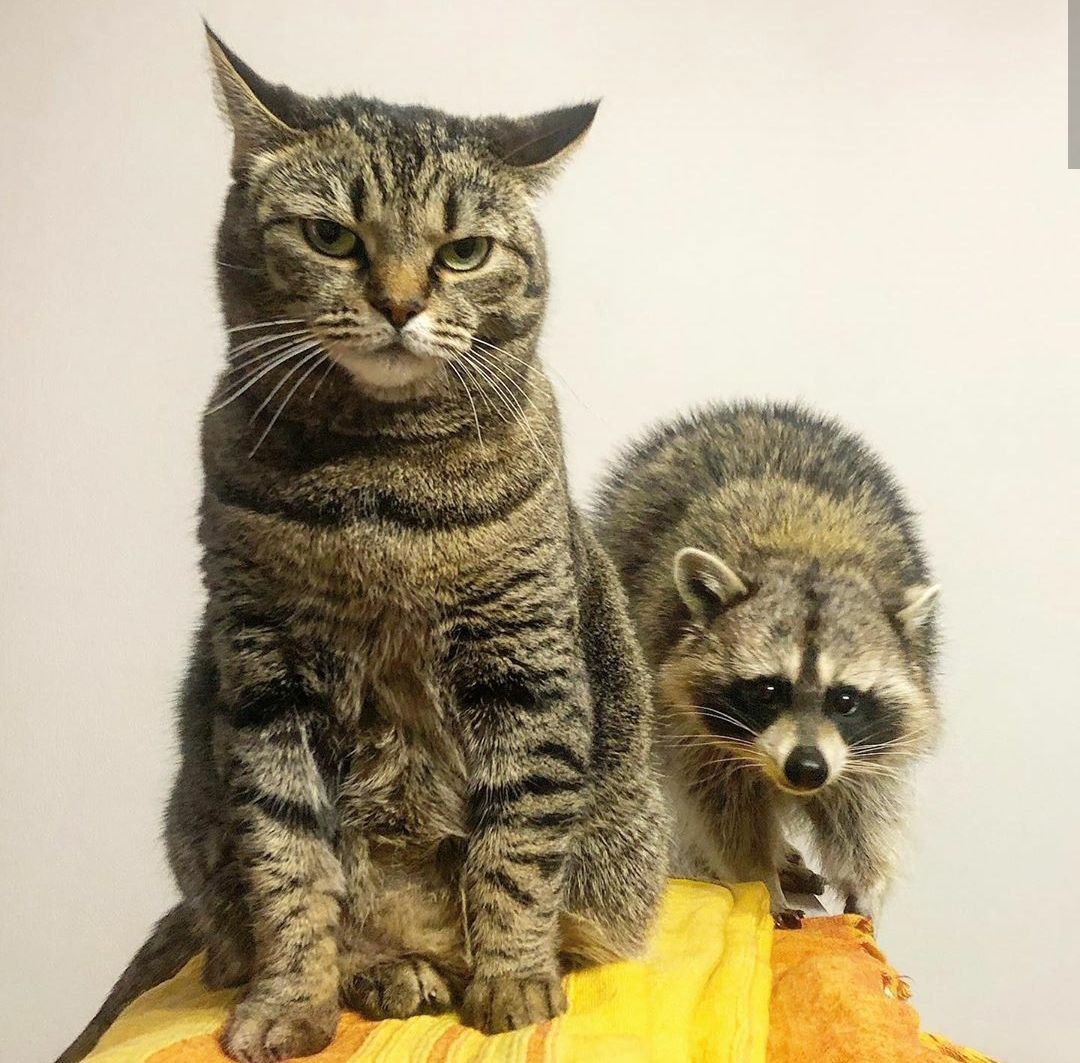 raccoon 06.05.2020