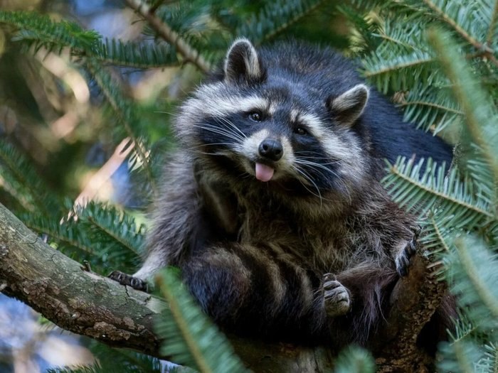 raccoon 04.05.2020
