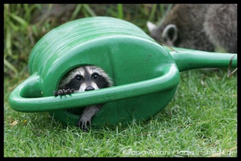 raccoon 29.04.2020