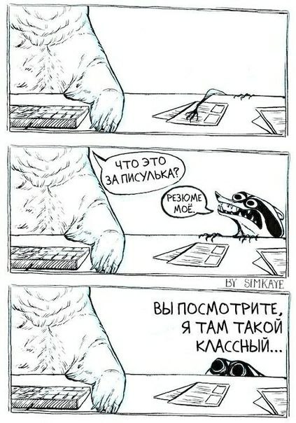 raccoon 29.04.2020