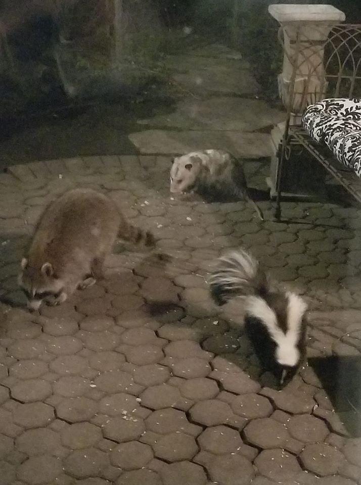 raccoon 25.04.2020