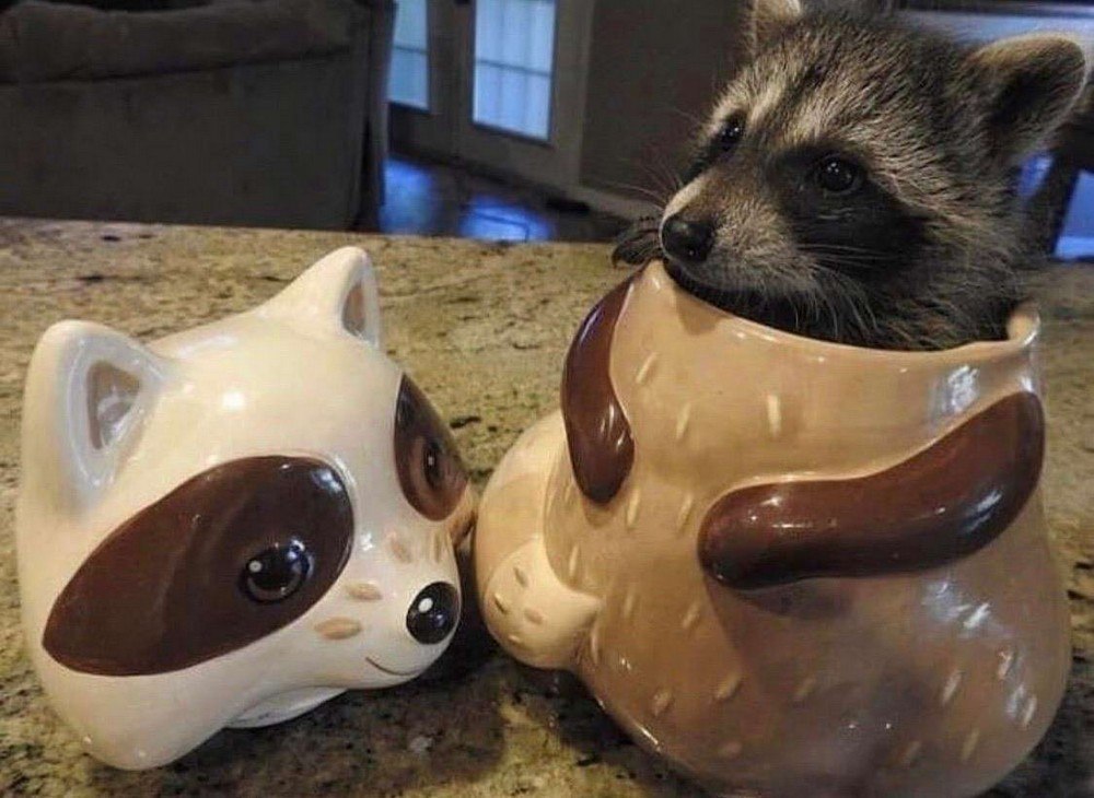 raccoon 24.04.2020