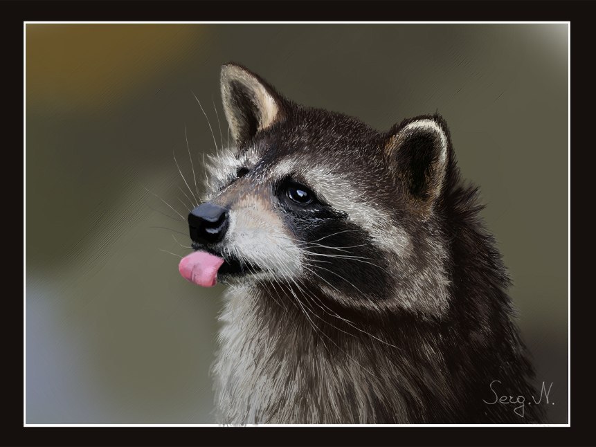 raccoon 22.04.2020