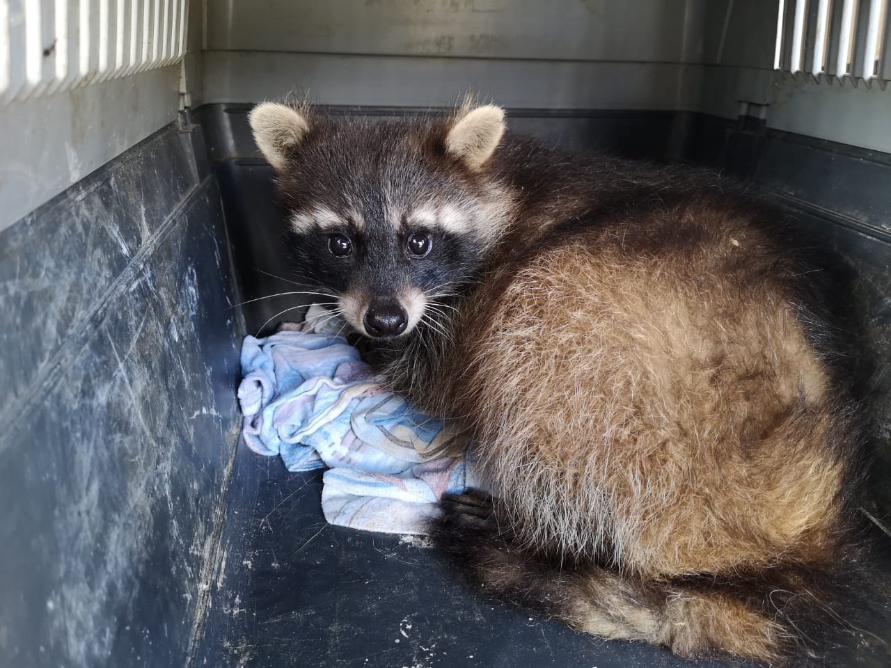 raccoon 20.04.2020