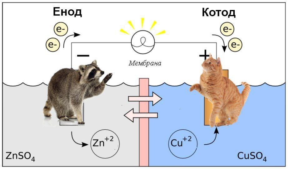 raccoon 20.04.2020