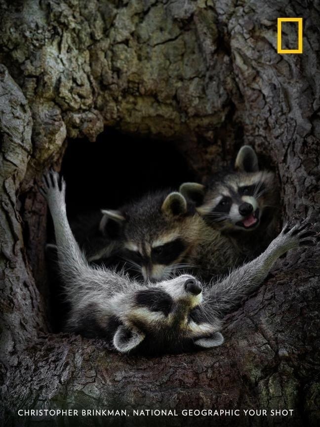raccoon 17.04.2020