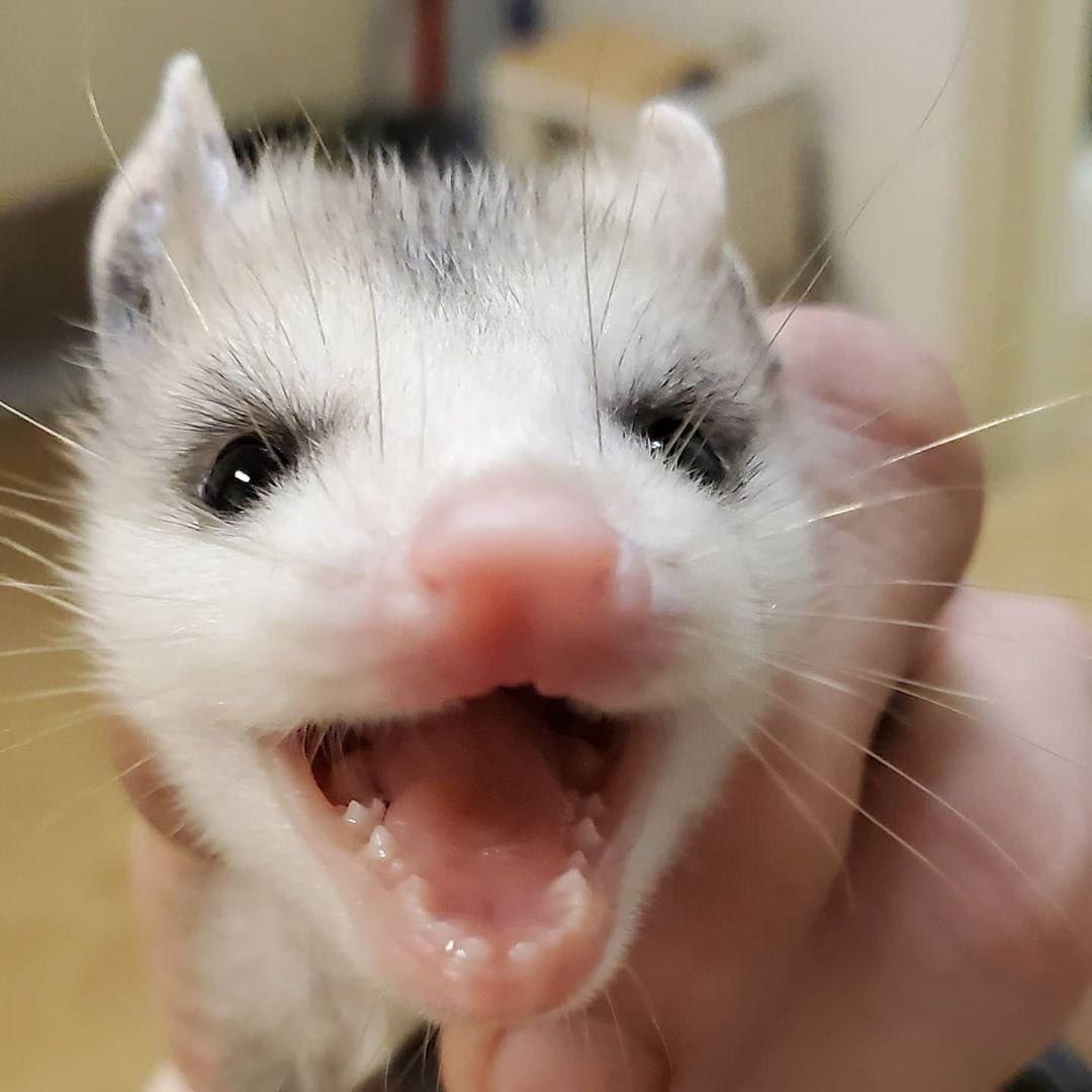 raccoon 12.04.2020