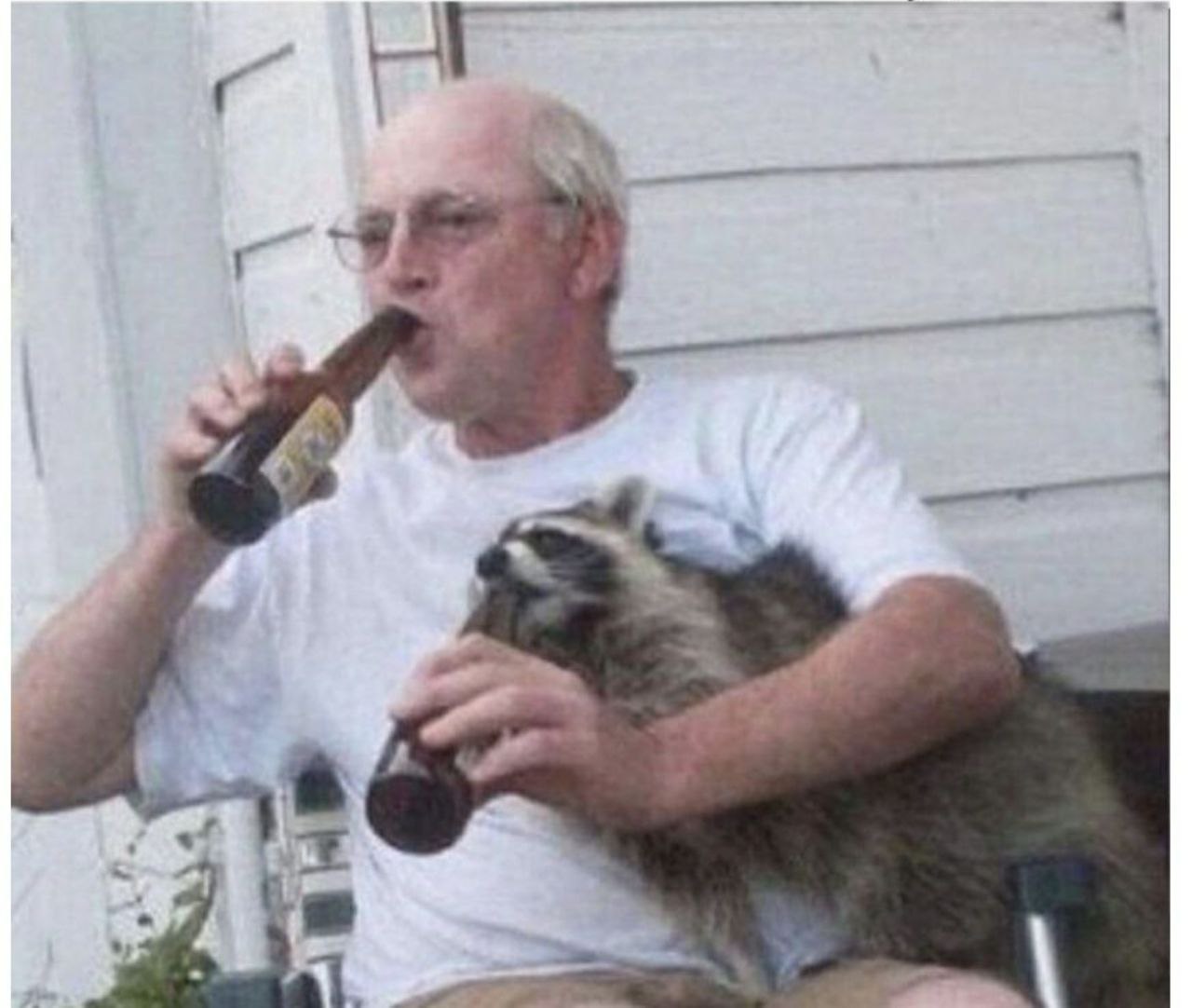 raccoon 10.04.2020