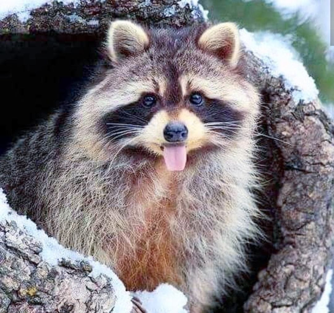 raccoon 08.04.2020