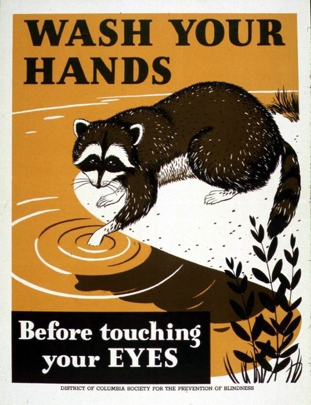 raccoon 02.04.2020