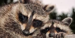 raccoon 31.03.2020