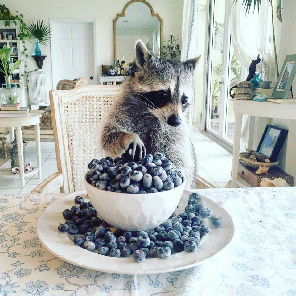 raccoon 30.03.2020