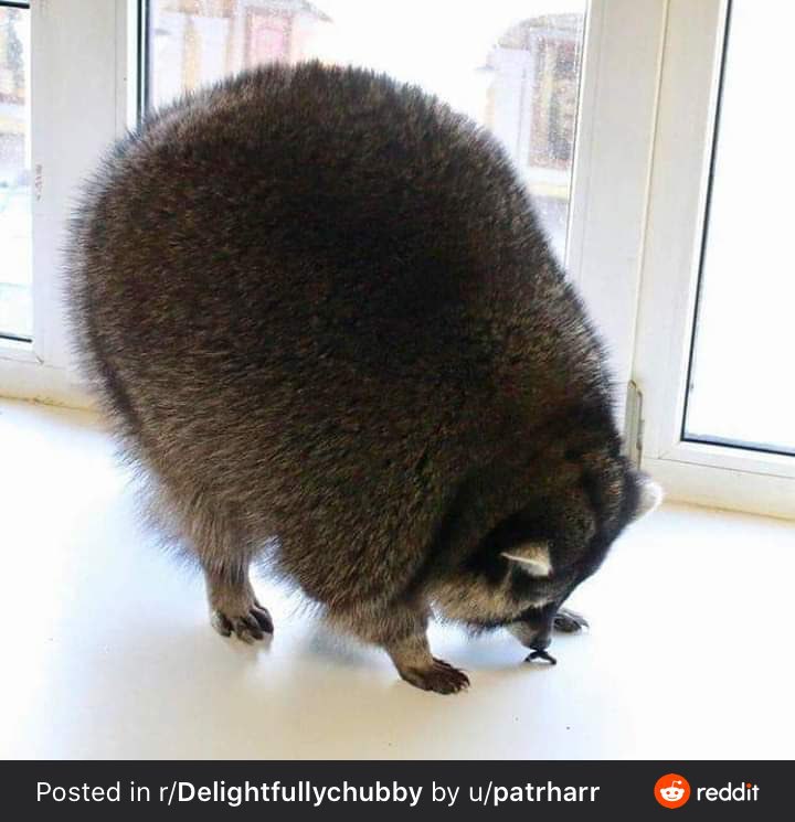raccoon 30.03.2020