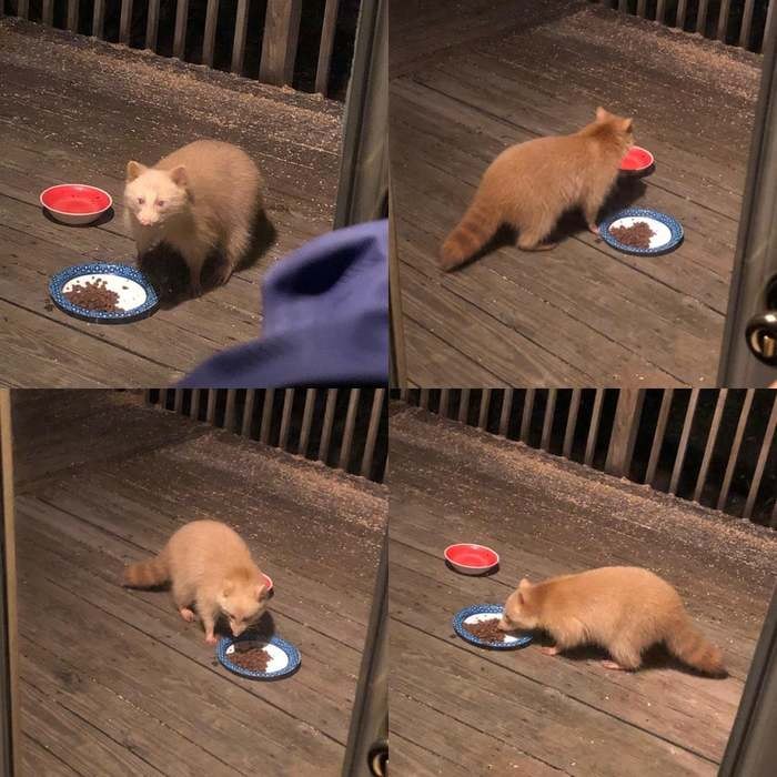 raccoon 28.03.2020