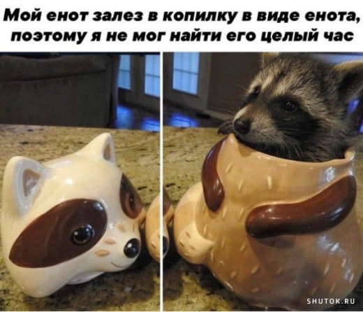 raccoon 23.03.2020