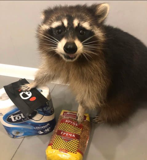 raccoon 20.03.2020