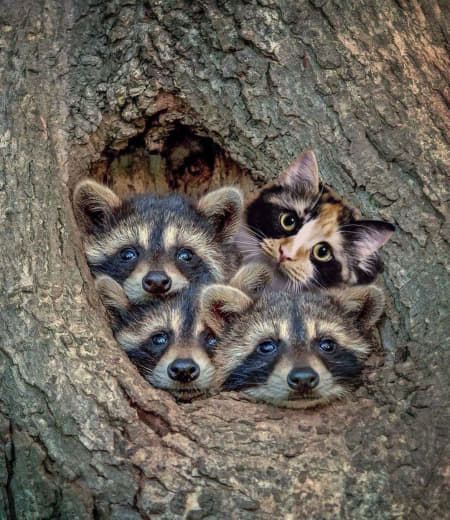 raccoon 19.03.2020