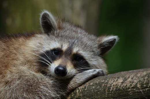 raccoon 18.03.2020