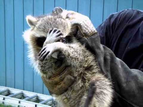 raccoon 18.03.2020