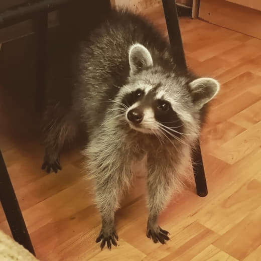 raccoon 17.03.2020