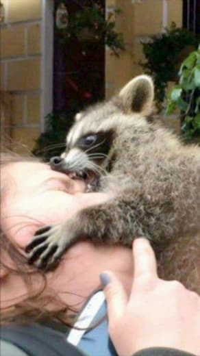raccoon 16.03.2020