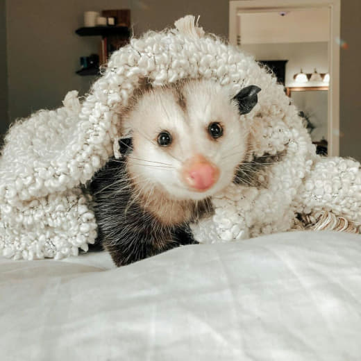 raccoon 14.03.2020