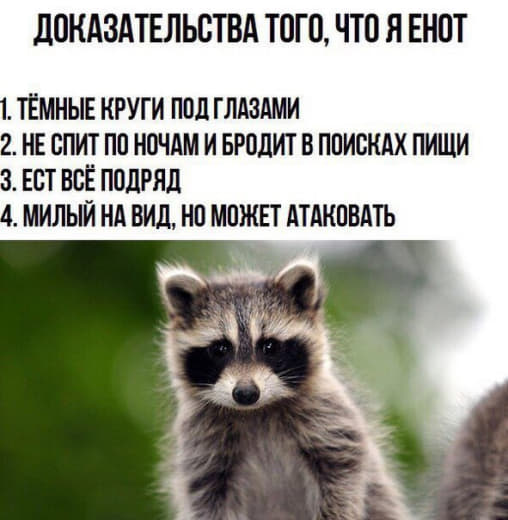 raccoon 13.03.2020