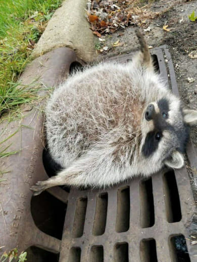 raccoon 12.03.2020