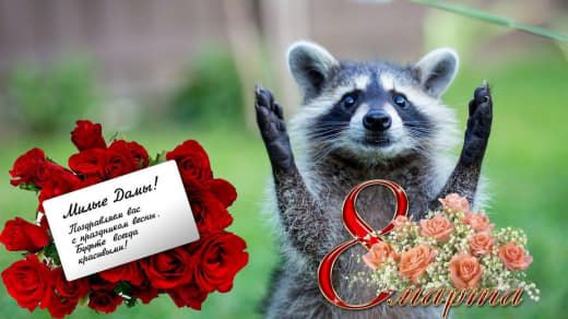 raccoon 08.03.2020