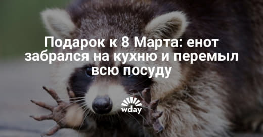 raccoon 08.03.2020