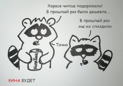 raccoon 03.03.2020