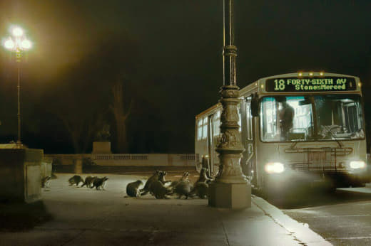 raccoon 29.02.2020