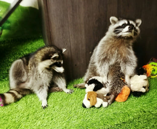 raccoon 29.02.2020