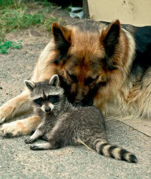raccoon 29.02.2020