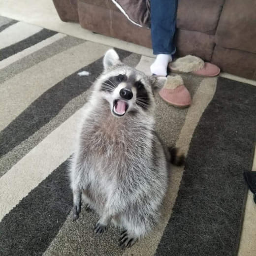 raccoon 29.02.2020