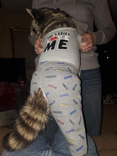 raccoon 29.02.2020