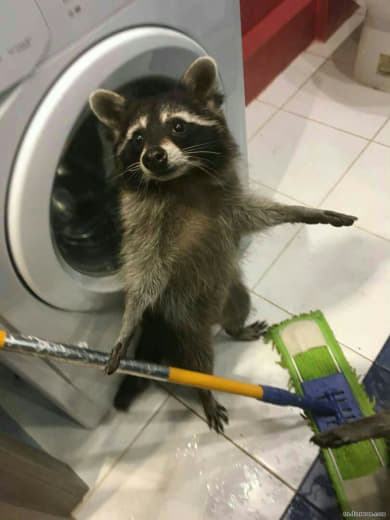 raccoon 29.02.2020