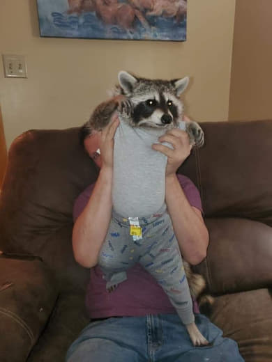 raccoon 29.02.2020