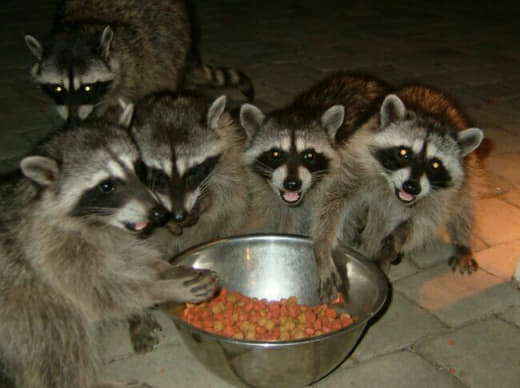 raccoon 28.02.2020