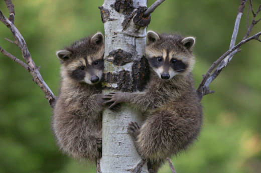 raccoon 28.02.2020