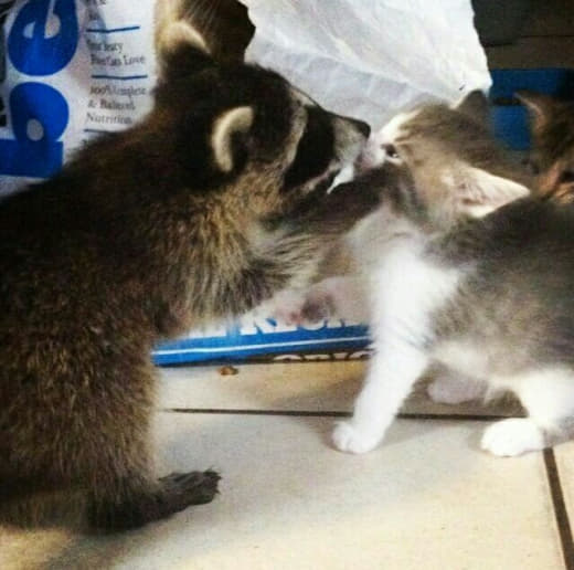 raccoon 28.02.2020