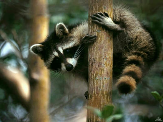 raccoon 28.02.2020