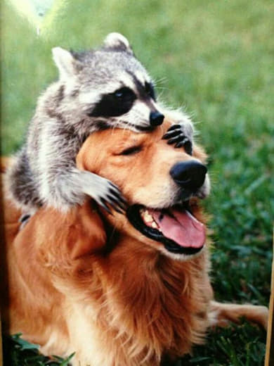 raccoon 28.02.2020