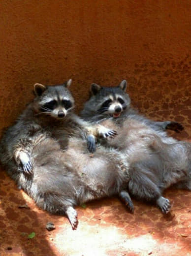 raccoon 27.02.2020