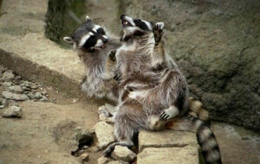 raccoon 27.02.2020