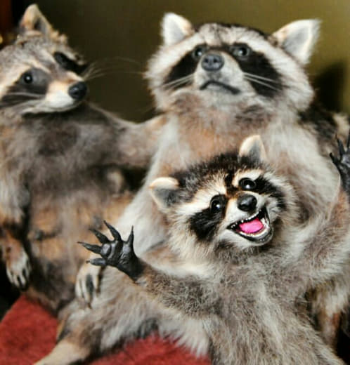 raccoon 27.02.2020