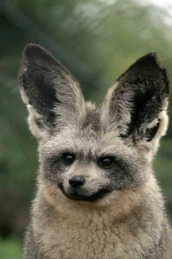 raccoon 27.02.2020