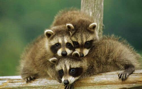raccoon 27.02.2020