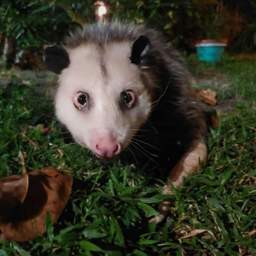 raccoon 27.02.2020