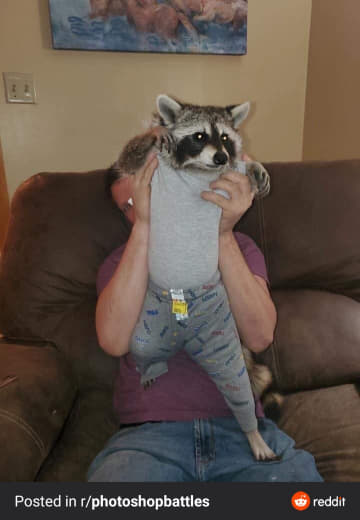 raccoon 27.02.2020